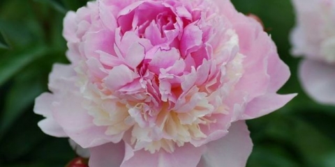 Parfem peony edens (edens parfume): fotografija i opis, recenzije